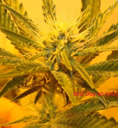 Medical Grow – Coco, 1200w. [Himalayan Gold & OG Kush]
