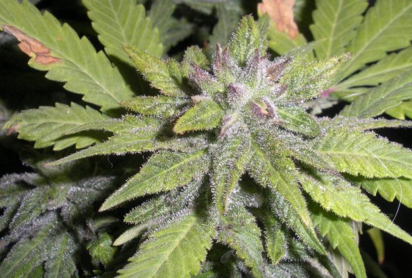 g13haze-pollenated-with-dairyqueen-2.jpg