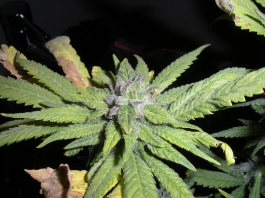 g13haze-pollenated-with-dairyqueen-3.jpg