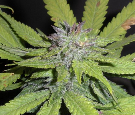 g13haze-pollenated-with-dairyqueen-4.jpg