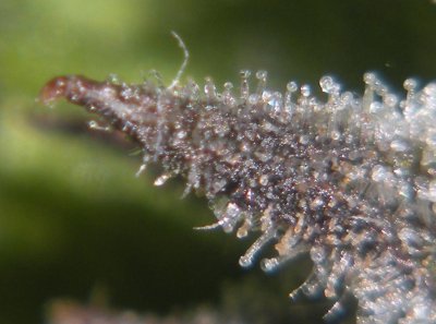g13haze-pollenated-with-dairyqueen-7.jpg
