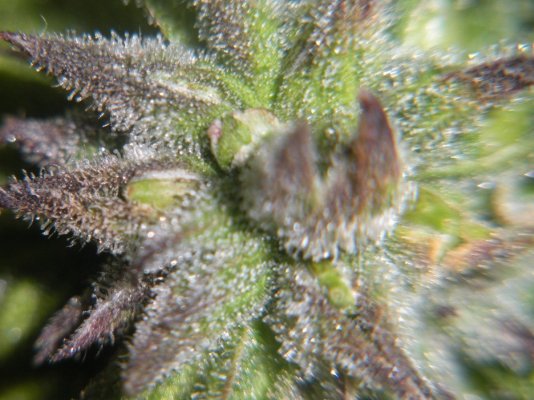 g13haze-pollenated-with-dairyqueen-8.jpg