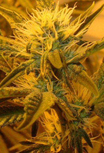 Medical Grow – Coco, 1200w. [Himalayan Gold & OG Kush]