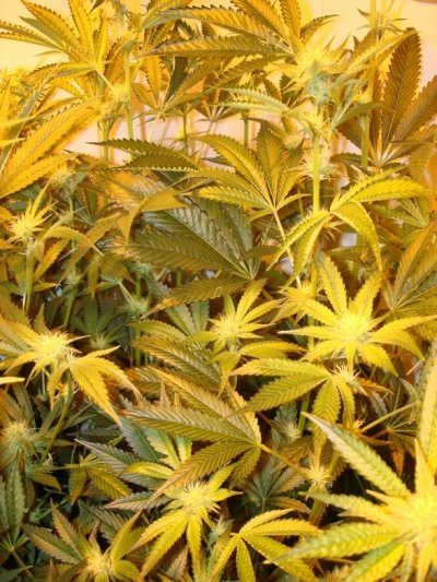 Medical Grow – Coco, 1200w. [Himalayan Gold & OG Kush]