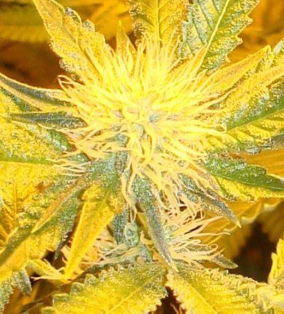 Medical Grow – Coco, 1200w. [Himalayan Gold & OG Kush]