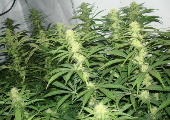 Medical Grow – Coco, 1200w. [Himalayan Gold & OG Kush]