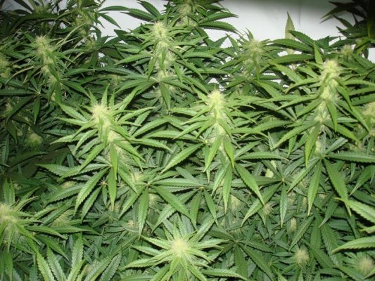 Medical Grow – Coco, 1200w. [Himalayan Gold & OG Kush]