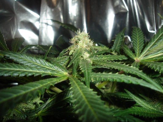 Northern Light Day 34 DWC