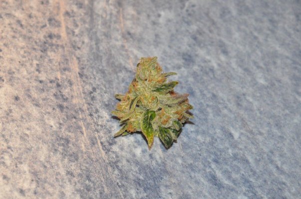 DSC_0049.JPG