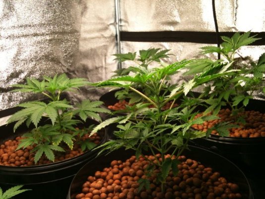 endless-sky-dr-greenthumb.jpg