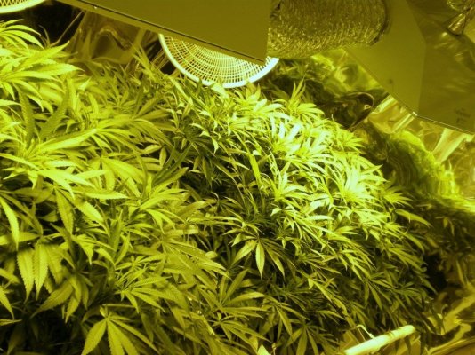 2000w-coco-purple-kush-dtw-scrog-med-grow-10.jpg