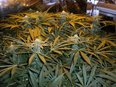 2000w-coco-purple-kush-dtw-scrog-med-grow-13.jpg
