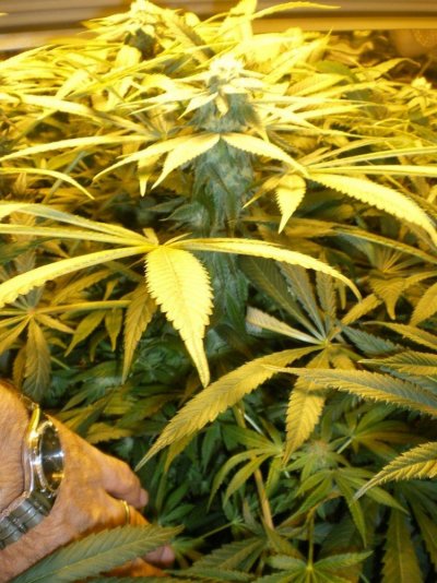 2000w-coco-purple-kush-dtw-scrog-med-grow-14.jpg