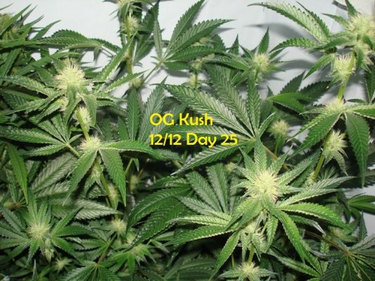 Medical Grow – Coco, 1200w. [Himalayan Gold & OG Kush]