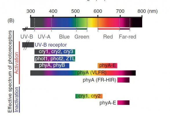 Photoreceptor spectrum