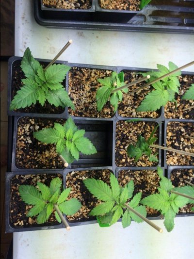 Bodhi Olmotherghani N La Hindu X Deadly G: Two Dog Seeds Blkbryjabba N Suprsilvrjabba