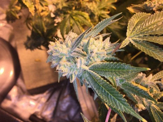 Kushman707's 4x8 Tent Grow W/ Gg#4