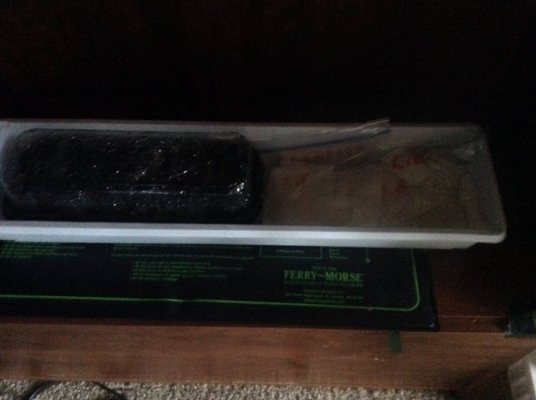 project-bonsai-seed-to-weed-a-full-step-journal-of-bonsai-blueberry-train-wreck-2.jpg