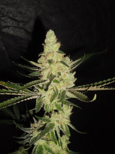 Girl Scout Cookies & Friends