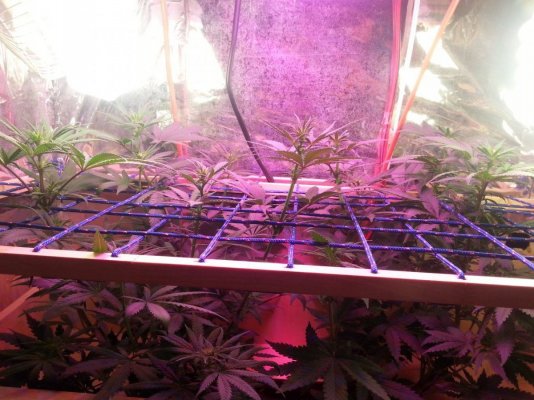 Purple Kush Journey