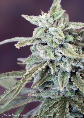 Doobieduck's Fine Cannabis Flowers