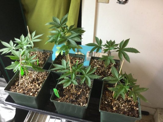 Bodhi Olmotherghani N La Hindu X Deadly G: Two Dog Seeds Blkbryjabba N Suprsilvrjabba