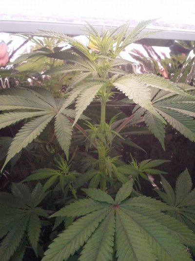 5gsc