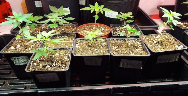 Sassy's 2015 Greenhouse