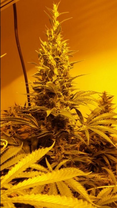 Suggestions On Drying And Curing....