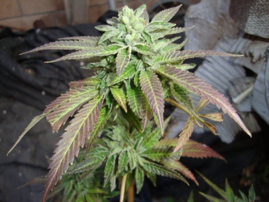 Welcome To The Inferno- Cbdemon Grow 2015