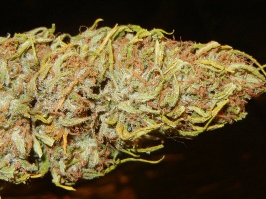 Ohaze X Dsd