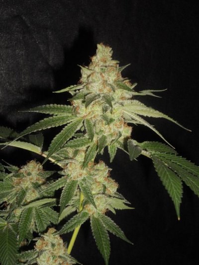 = The BEST OG Kush Clone Only=