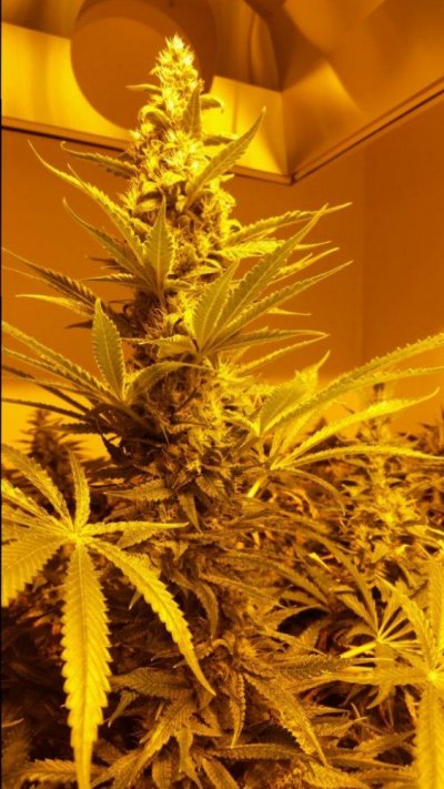 Wich Is The Smelliest, Most Pungent, Dankest Bud
