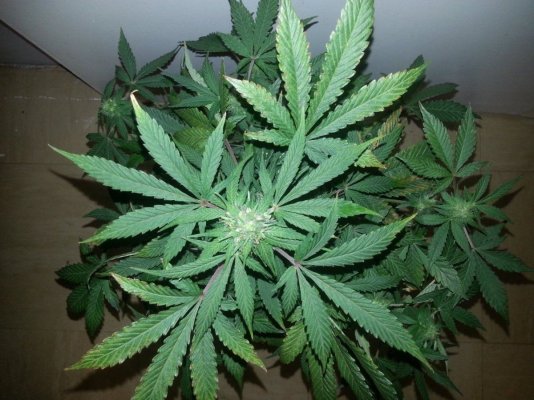 Colloidal Silver Reversal And Fem Seed Production