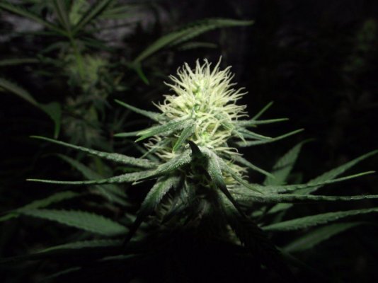 Nl 3rd Week Flower