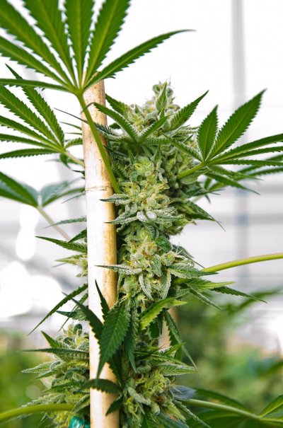 The Relentless Pursuit Of The Dankest Strains