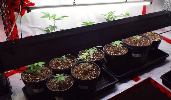Sassy's 2015 Greenhouse