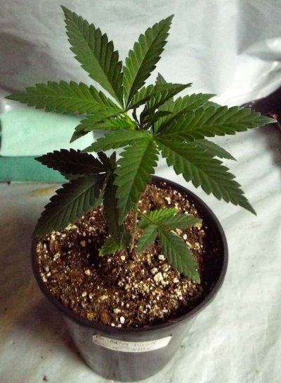 Sassy's 2015 Greenhouse