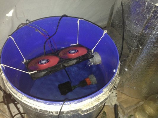 600w-single-plant-rdwc-8.jpg