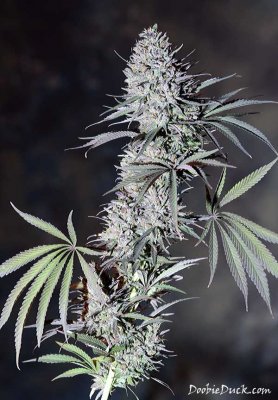 Doobieduck's Fine Cannabis Flowers