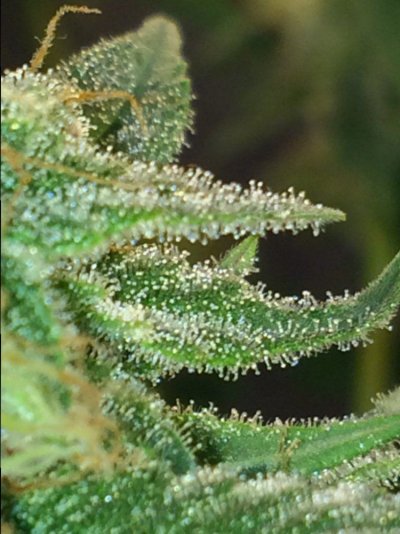 Simple Little Grow