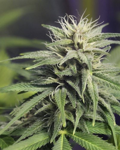 First Indoor Grow And About Four Weeks From Harvest