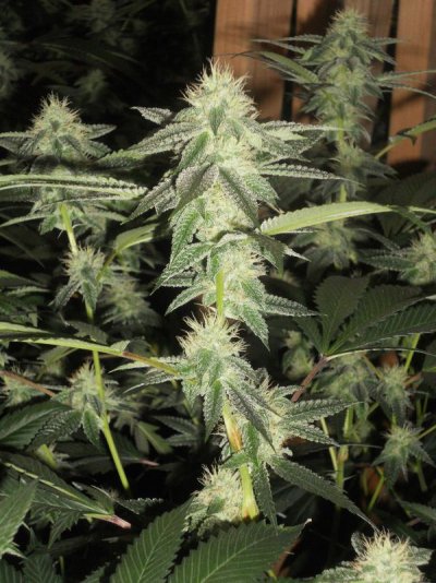= The BEST OG Kush Clone Only=
