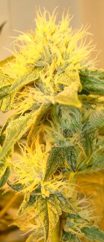 Medical Grow – Coco, 1200w. [Himalayan Gold & OG Kush]