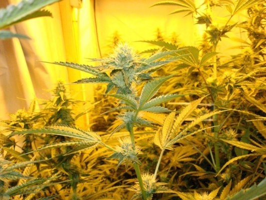 Medical Grow – Coco, 1200w. [Himalayan Gold & OG Kush]