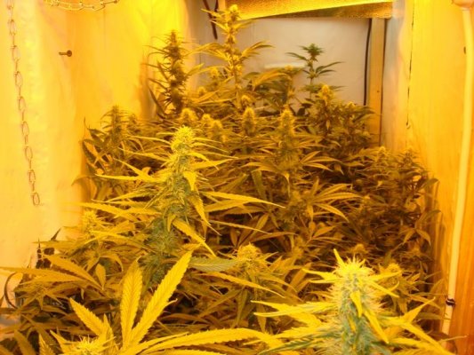 Medical Grow – Coco, 1200w. [Himalayan Gold & OG Kush]