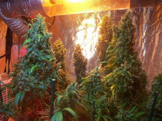 GH Waterfarm Grow-BIG BANG