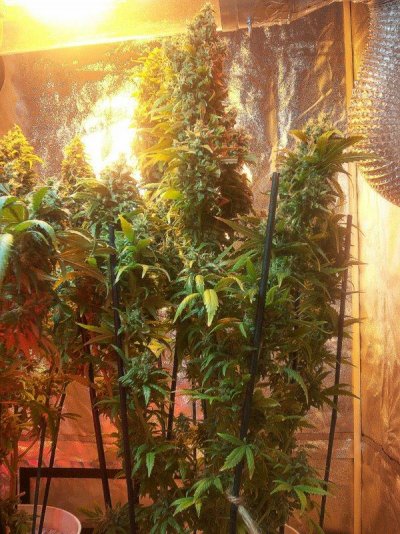 GH Waterfarm Grow-BIG BANG