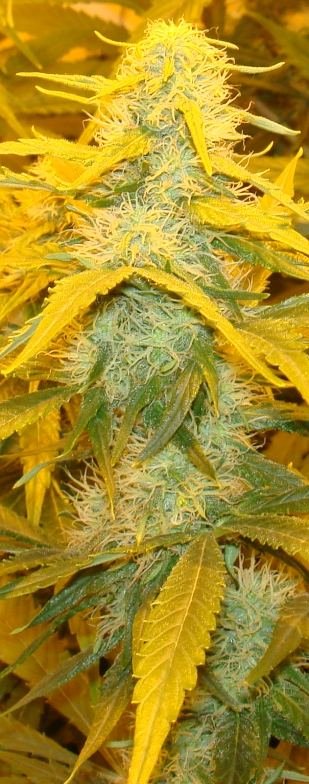 Medical Grow – Coco, 1200w. [Himalayan Gold & OG Kush]