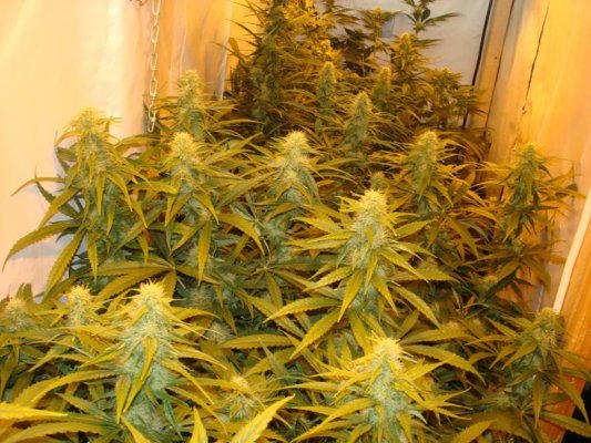 Medical Grow – Coco, 1200w. [Himalayan Gold & OG Kush]